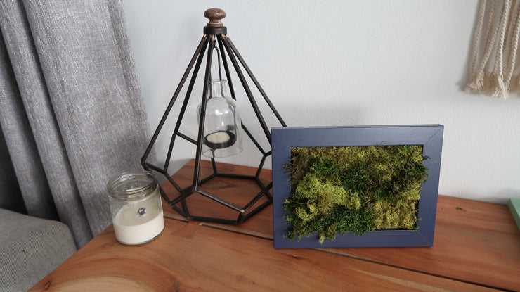 AURORA Mini Moss Wall (framed)