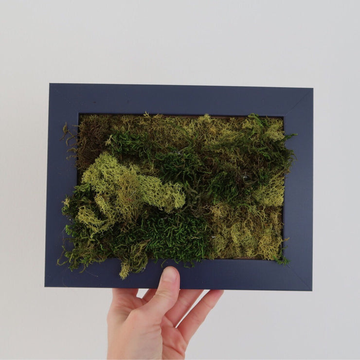 AURORA Mini Moss Wall (framed)