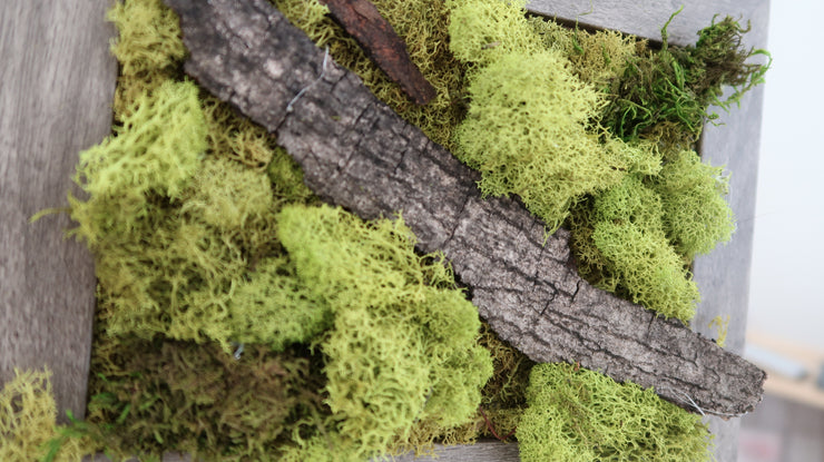 FOLKLORE Mini Moss Wall (framed)