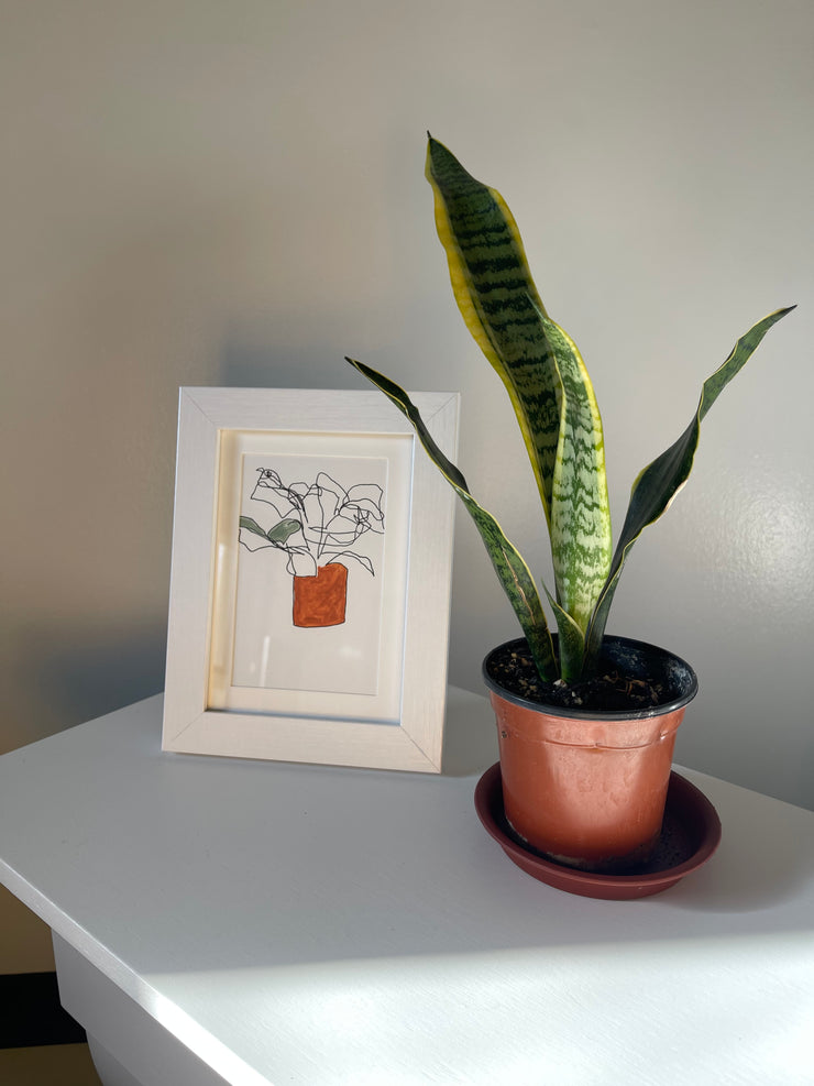 begonia: ink/acrylic contour original (5"x7" framed)