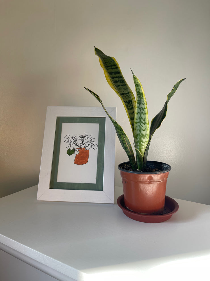 pilea: ink/acrylic contour original (5"x7" framed)